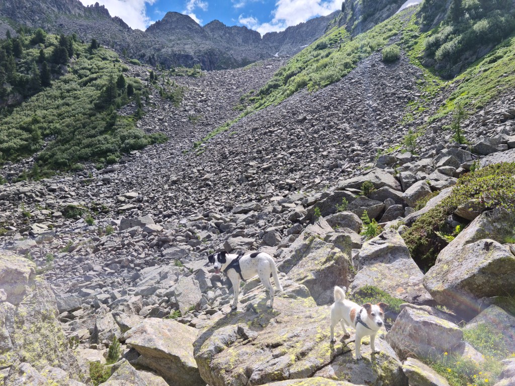 Nano e Bruno lungo il sentiero 203 in Val Gelada
