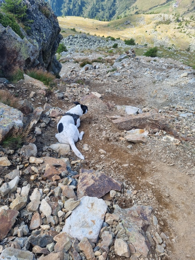 Bruno su un tratto ripido e detritico del Monte Ometto