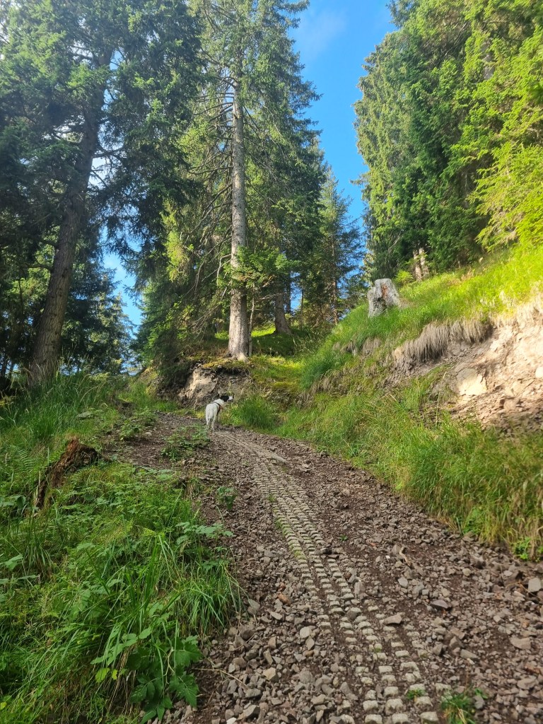 Ripida strada forestale verso la Gfrillner Laugenalm